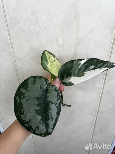 Набор сциндапсусов