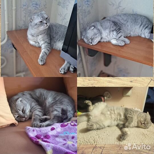 Котик в семью