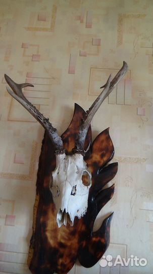 Рога косули