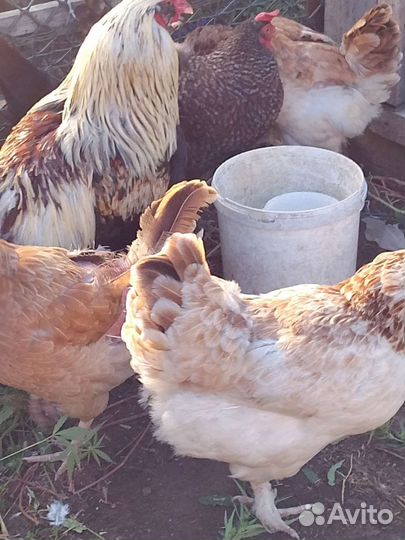 Куры несушки
