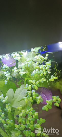 Сомики. Растения для аквариума, улитки Ампулярии