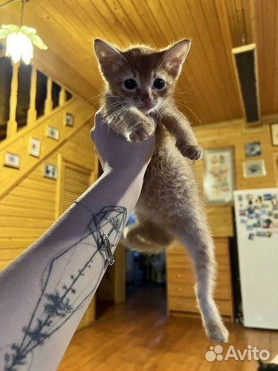 Кошечка в добрые руки