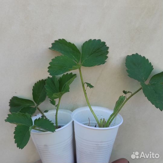 Рассада сортовой клубники зкс