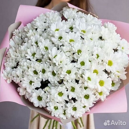 Хризантема