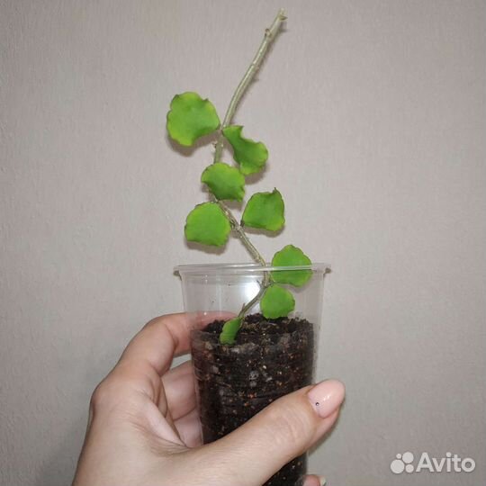 Хойя Каньякумариана