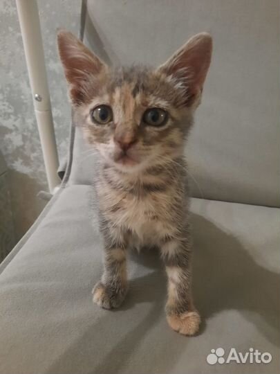 Отдаем в добрые руки