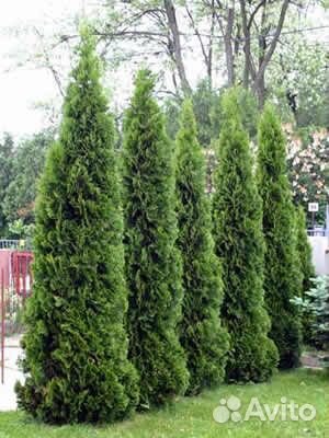 Туя западная Колумна