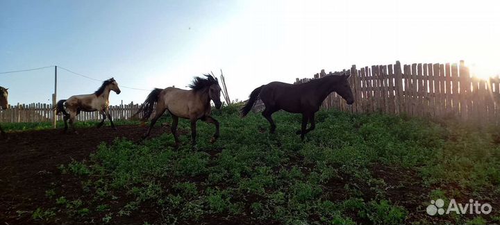 Продам лошадей