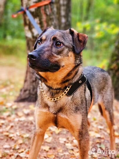 Собака в добрые руки отдам бесплатно из прита