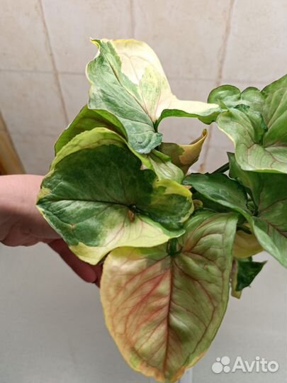 Сингониум орм Тонг ORM Tong