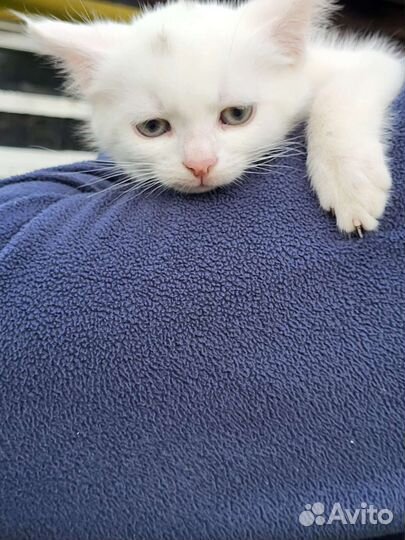 Маленькая кошечка