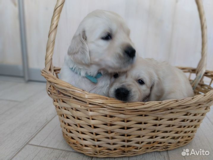 Щенки золотистого ретривера