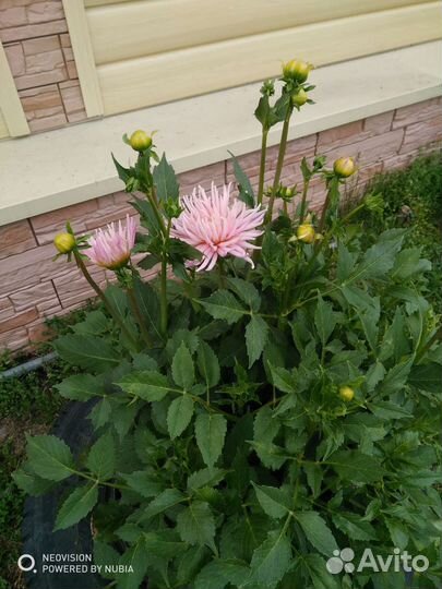 Георгины клубни