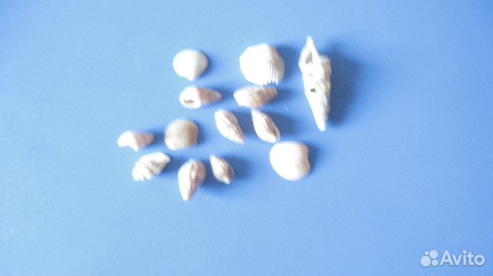 Ракушки для аквариума