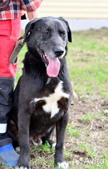 Брут - охранник, помощник и друг
