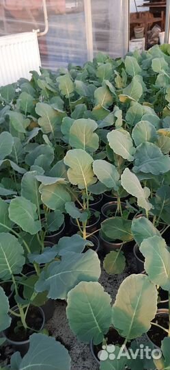 Рассада перца, капусты, брокколи