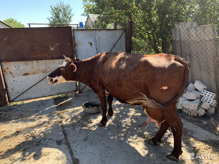 Корова дойная домашняя