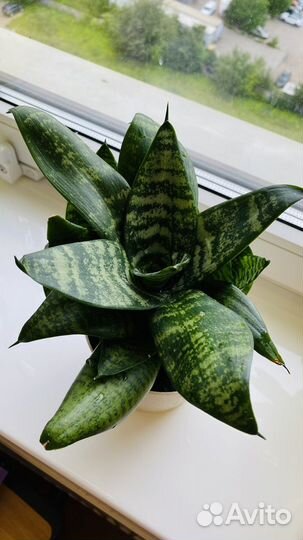 Сансевиерия