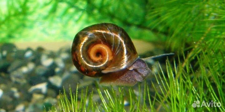 Улитки катушки