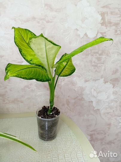 Диффенбахия Хойя Спатифиллум и др