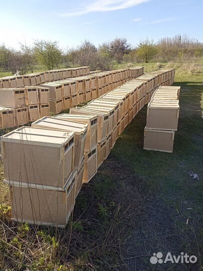 Пчелопакеты (3+1)