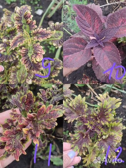 Колеусы сортовые