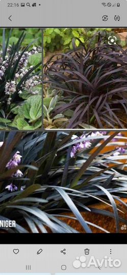 Офиопогон Японский