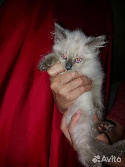 Кошки
