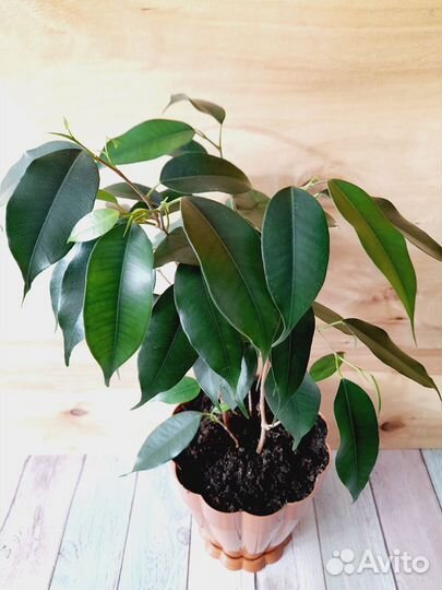 H-40см. Фикус бенджамина + пластм.горшок