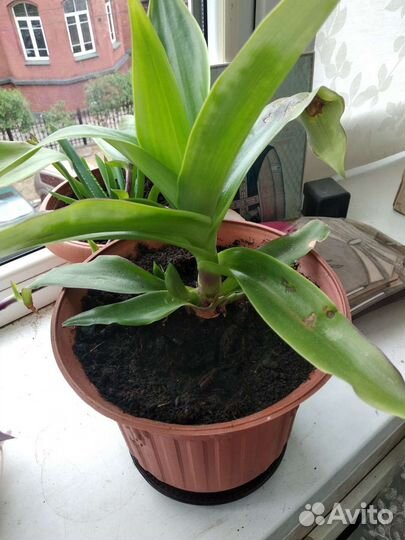 Растение золотой ус