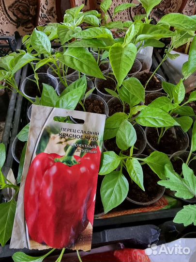 Рассада овощей