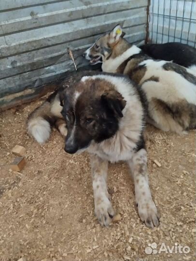 Очень много собак верят в чудо. Забери с отлова