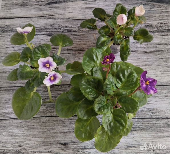 Фиалка.Набор стартеров