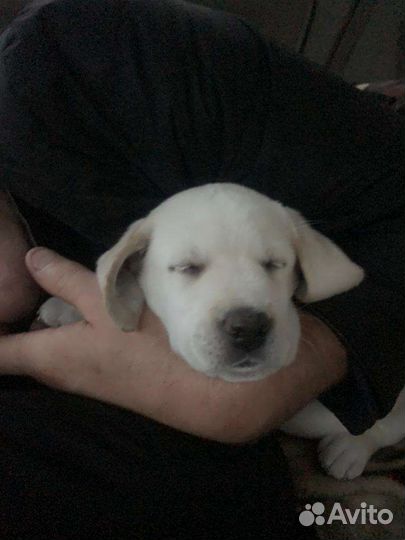 Щенки лабрадора