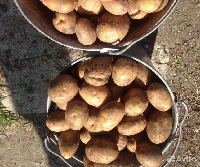 Семенной картофель