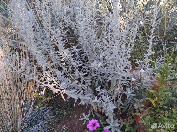 Многолетники