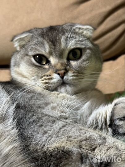 Кот шотландский вислоухий