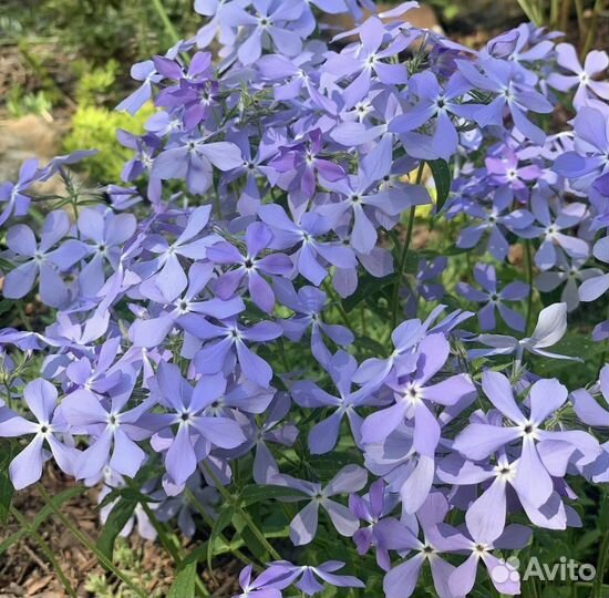 Многолетние растения, цветы, кустарники для сада