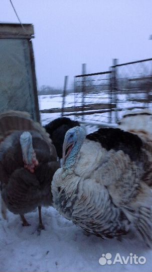 Инкубац. яйцо индюков, индоуток, кур, инд. бегунов