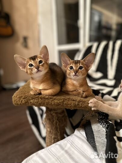 Абиссинские котята