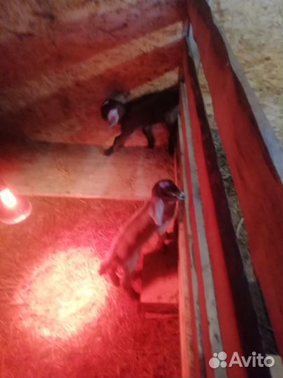 Продам козлят