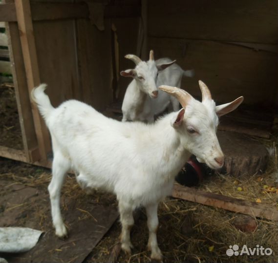 Козы, козлики икозочки на племя