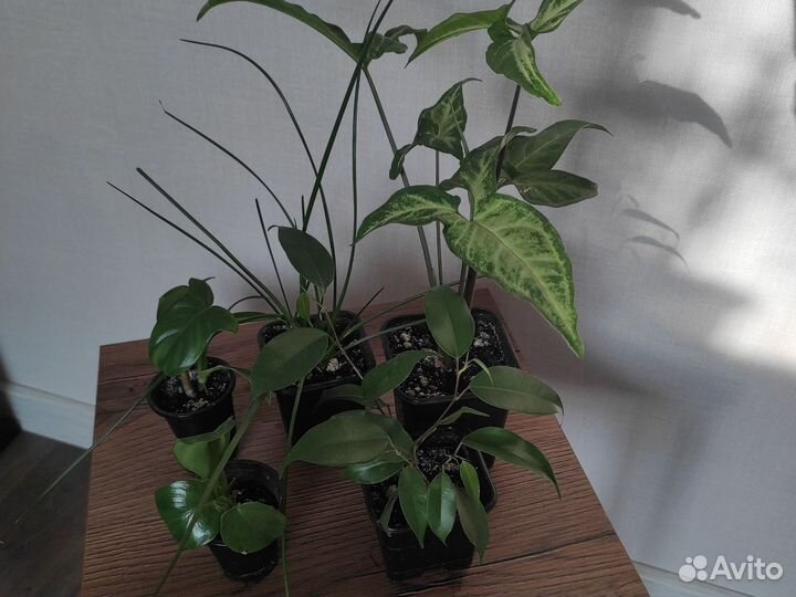 Домашние растения