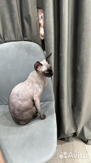 Вязка,мальчик