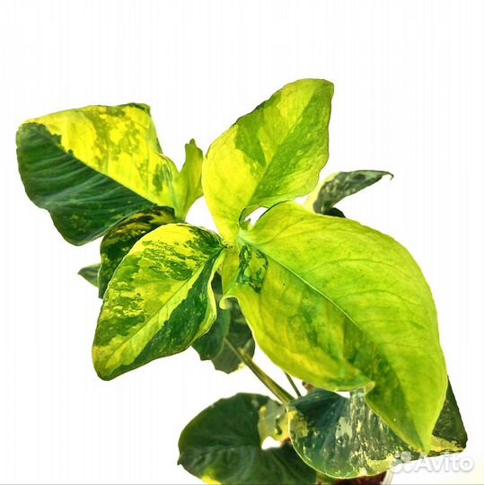 Сингониум Яичница Scrambled eggs