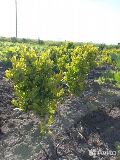 Саженцы самшита