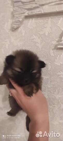 Малый немецкий шпиц