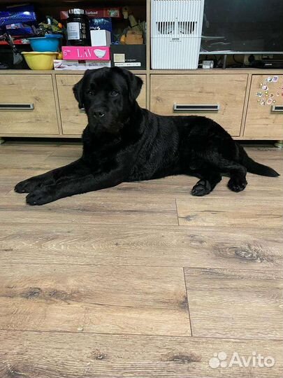 Вязка лабрадор