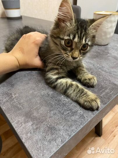 Котенок