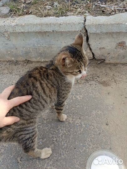 Кошки в добрые руки бесплатно